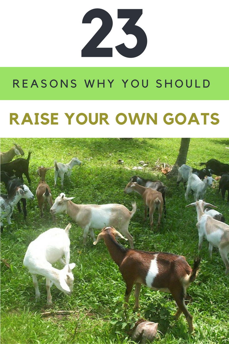 23 Reasons Why Raising Goats Will Benefit Your Life For The Better. | Ideahacks.com