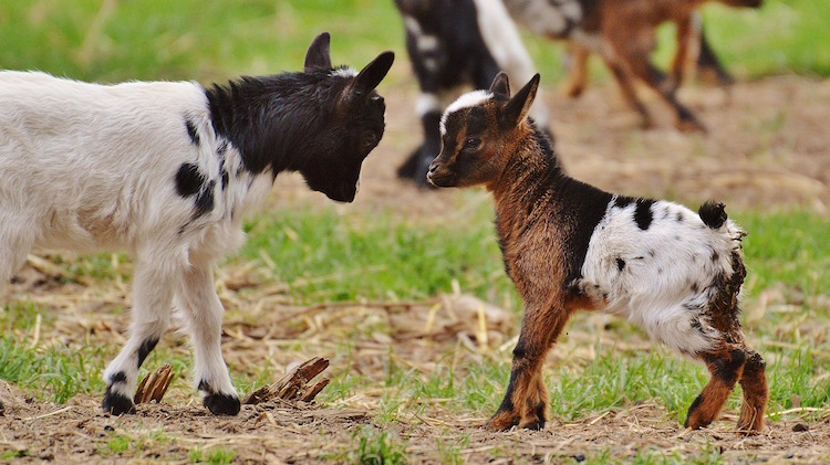 Raising Goats Benefits