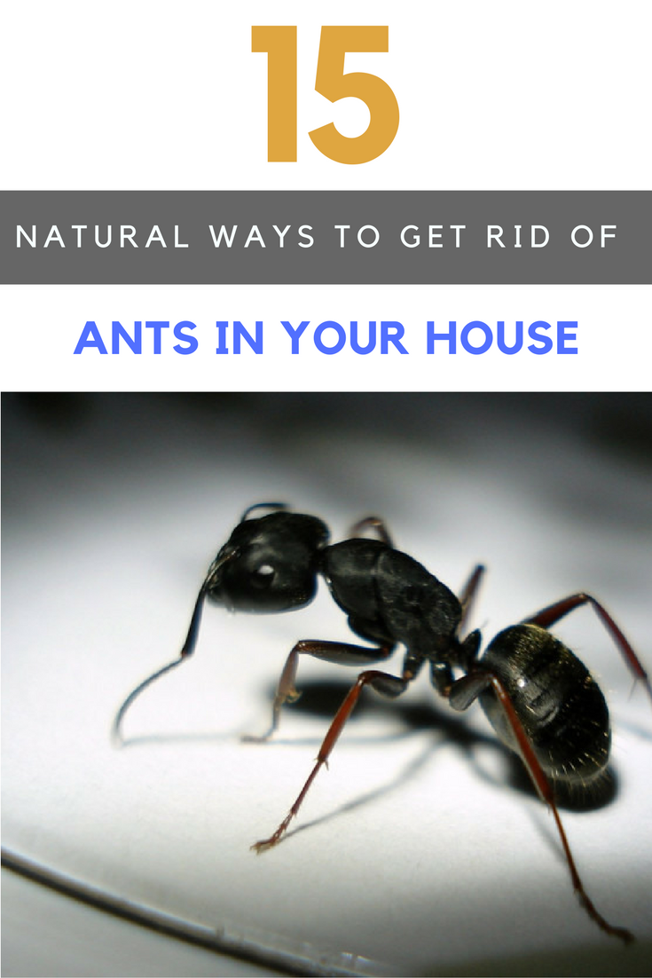15 Ways to Get Rid of Ants in The House Naturally. | Ideahacks.com