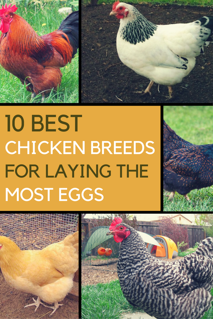 10 Best Chicken Breeds For Laying The Most Eggs. | Ideahacks.com