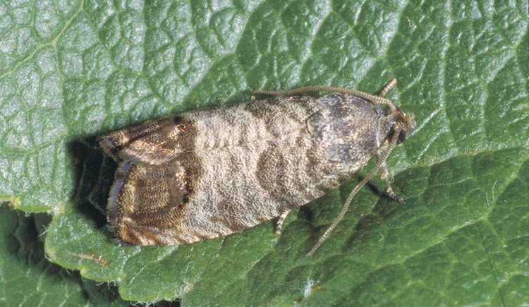 Codling moth