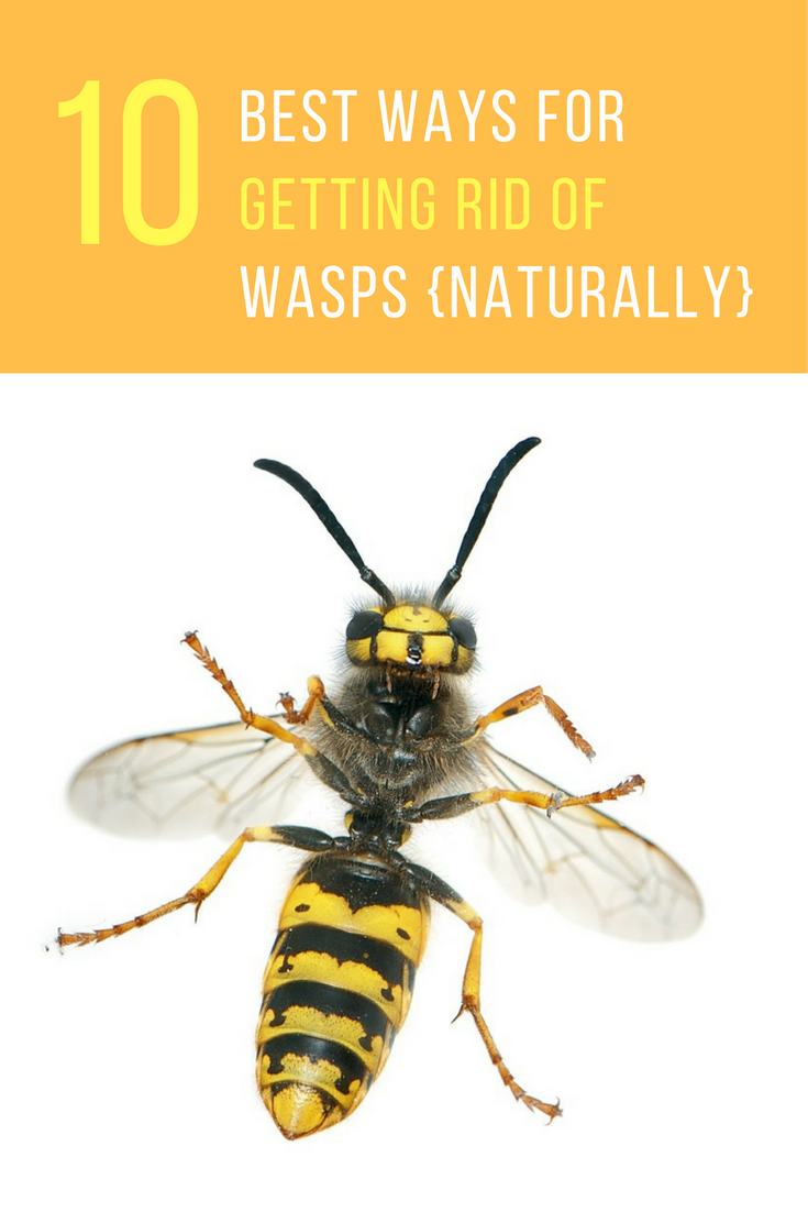 Take Back Your Lawn! 10 Natural Ways to Get Rid of Wasps. | Ideahacks.com