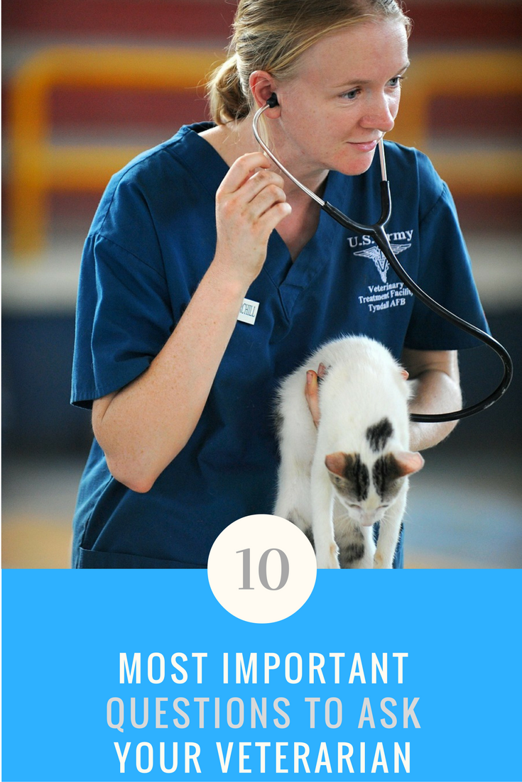 10 Most Important Questions to Ask Your Vet. | Ideahacks.com