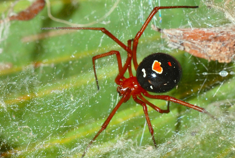 Red Widow spider
