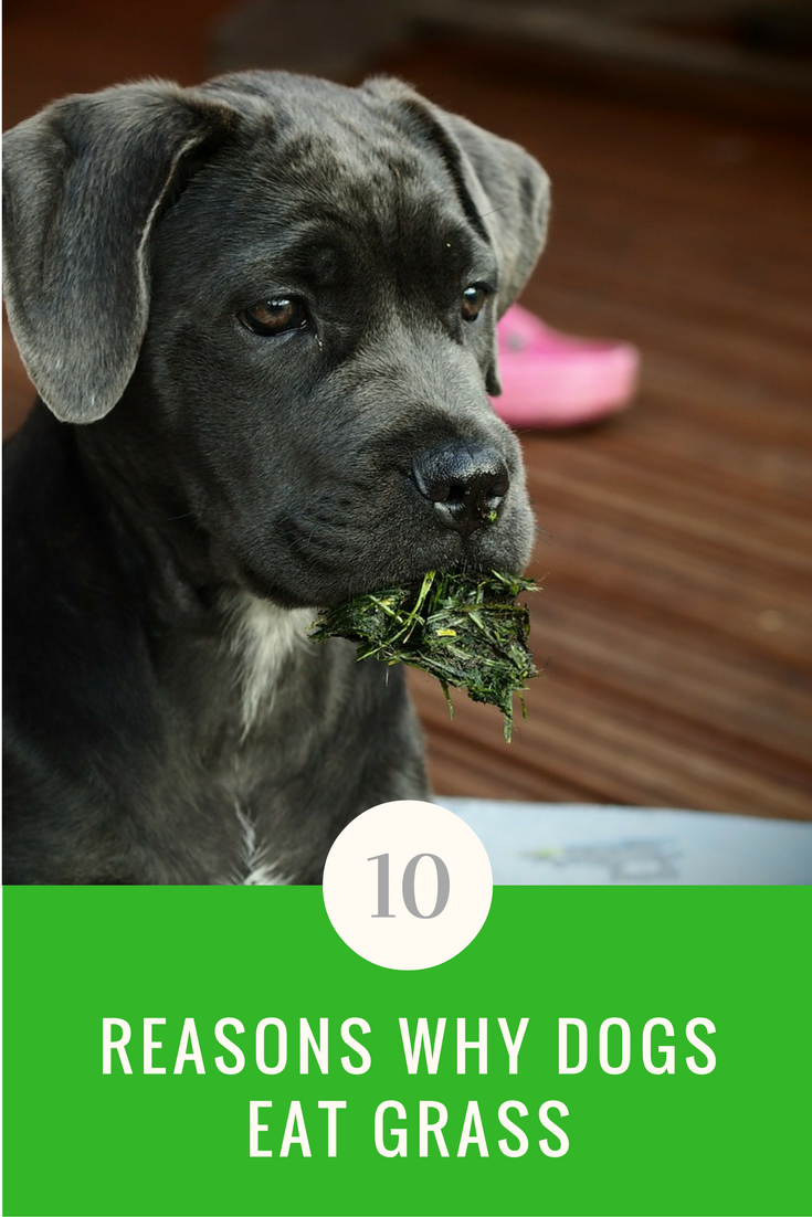 Why Do Dogs Eat Grass? We Have The Answers