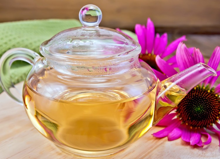 Echinacea Tea Benefits