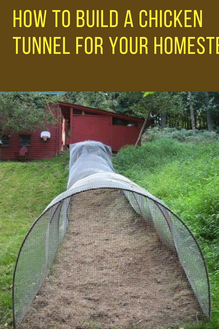 How to Build a Chicken Tunnel For Your Homestead. | Ideahacks.com