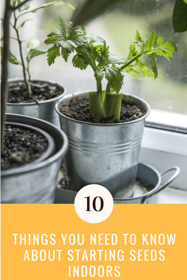 10 Unbelievably Starting Seeds Indoors Ideas You’ve Got To Try. | Ideahacks.com