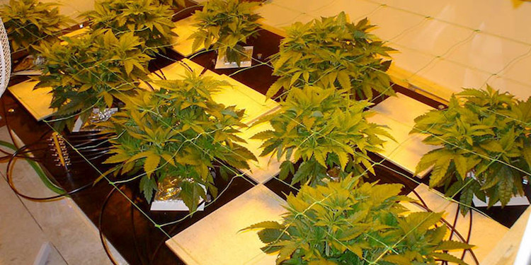 Top 10 Best Hydroponic Systems for Growing Cannabis ...