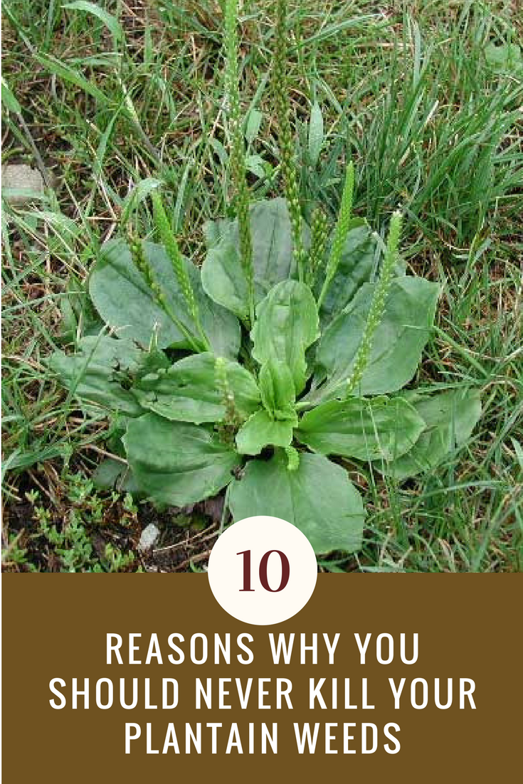 10 Reasons Why You Should Never Kill Your Plantain Weeds. | Ideahacks.com