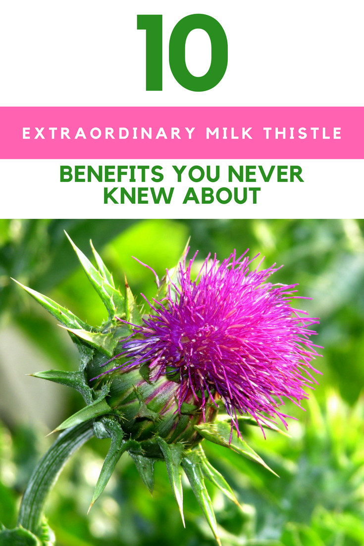 10 Extraordinary Milk Thistle Benefits You Never Knew About. | Ideahacks.com