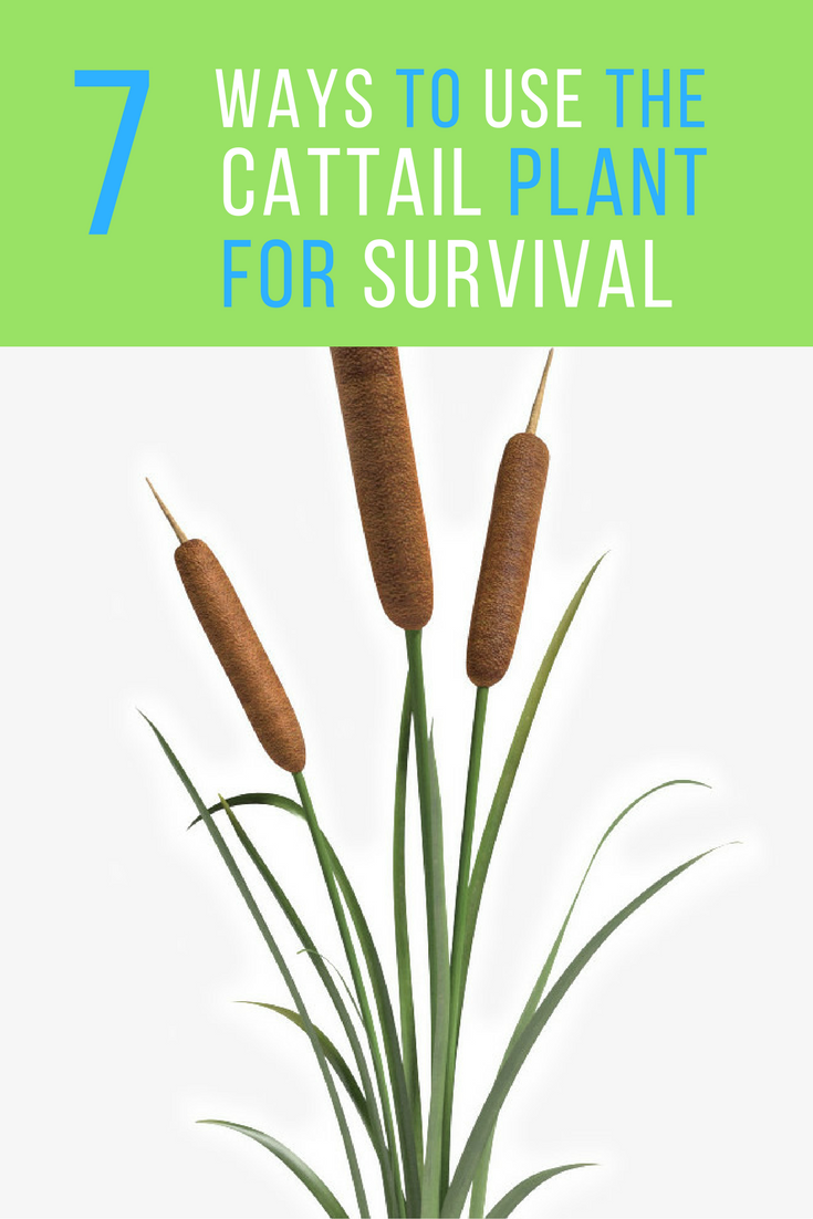 Cattail Plant For Survival
