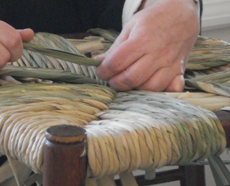 Cattails for Basket Weaving