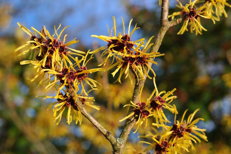 Uses For Witch Hazel