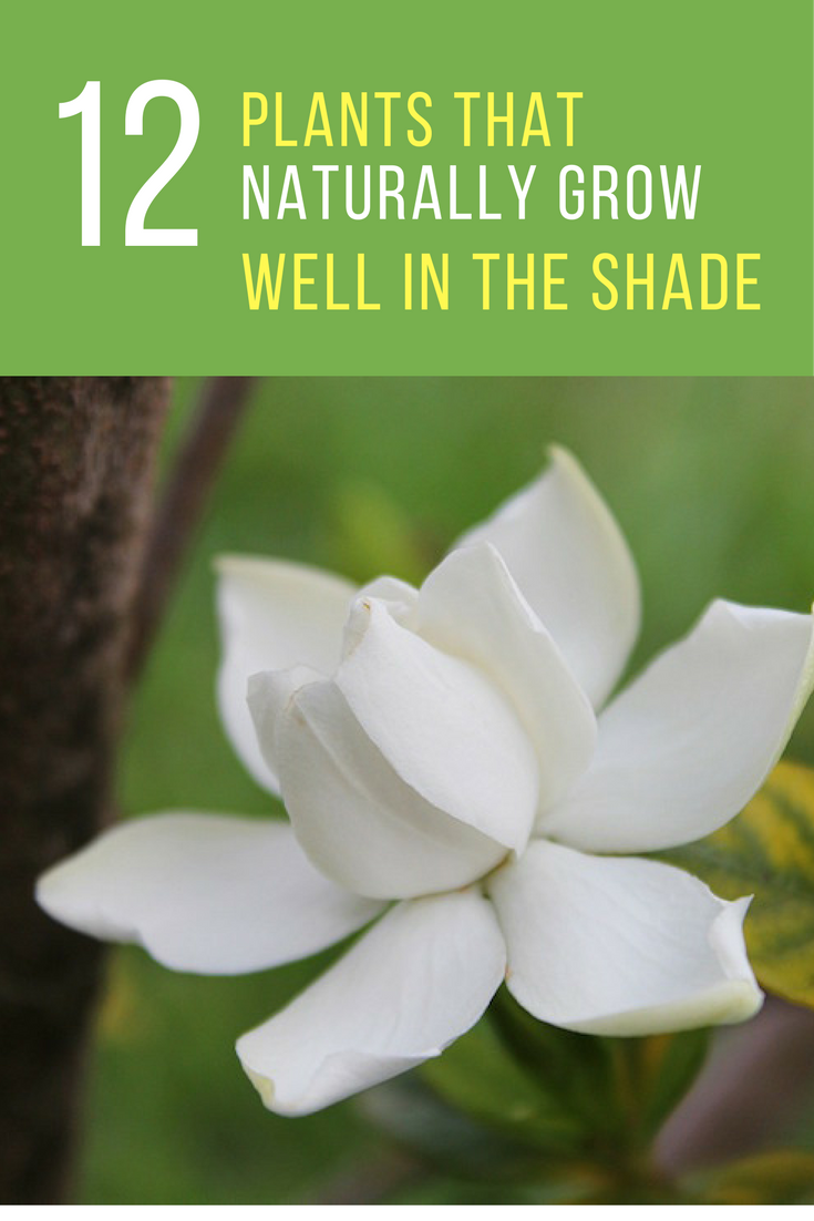 you can grow these 12 plants in the shade