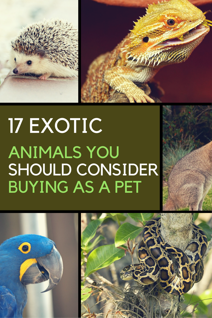 36 HQ Images 10 Cheap Exotic Pets - 1001 + Ideas for Unusual and Exotic Pets You Can legally Own