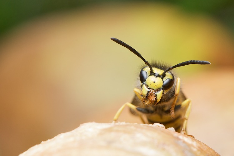 Get Rid of Wasps