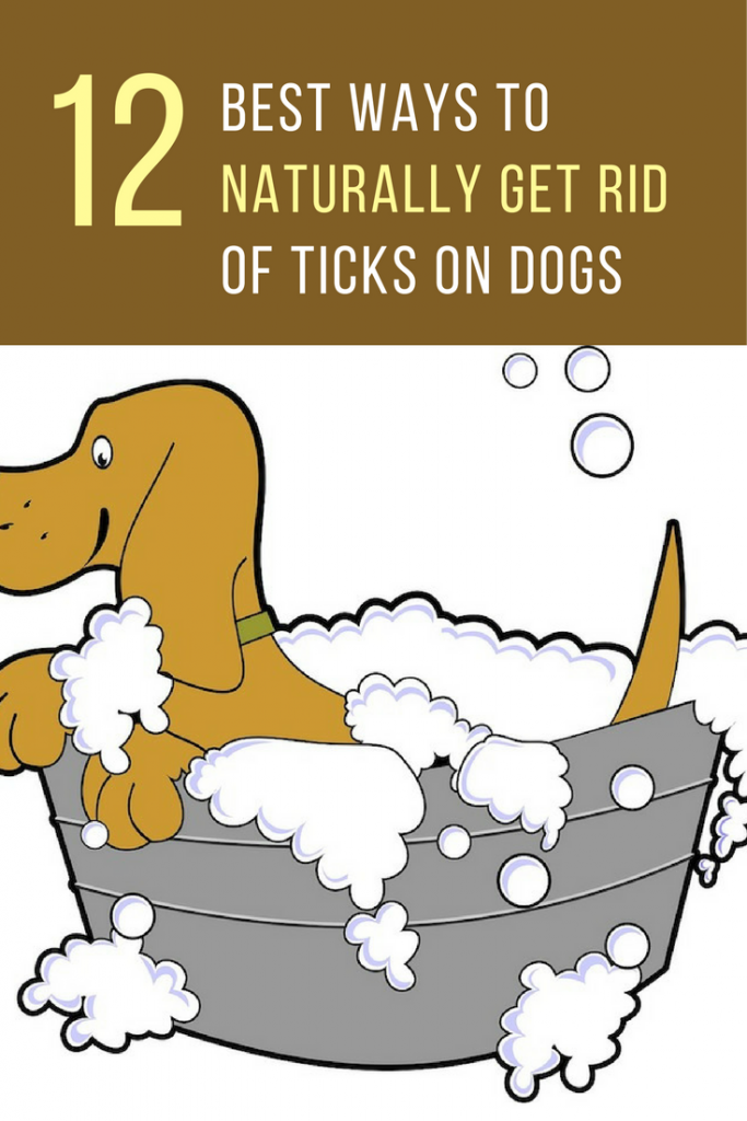 12 Best Ways For Getting Rid of Ticks on Dogs Nautally