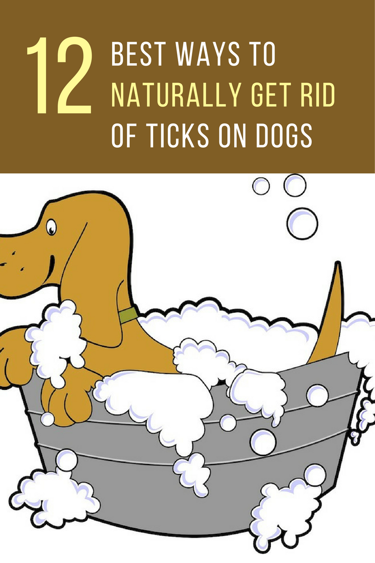best way to keep ticks off dogs