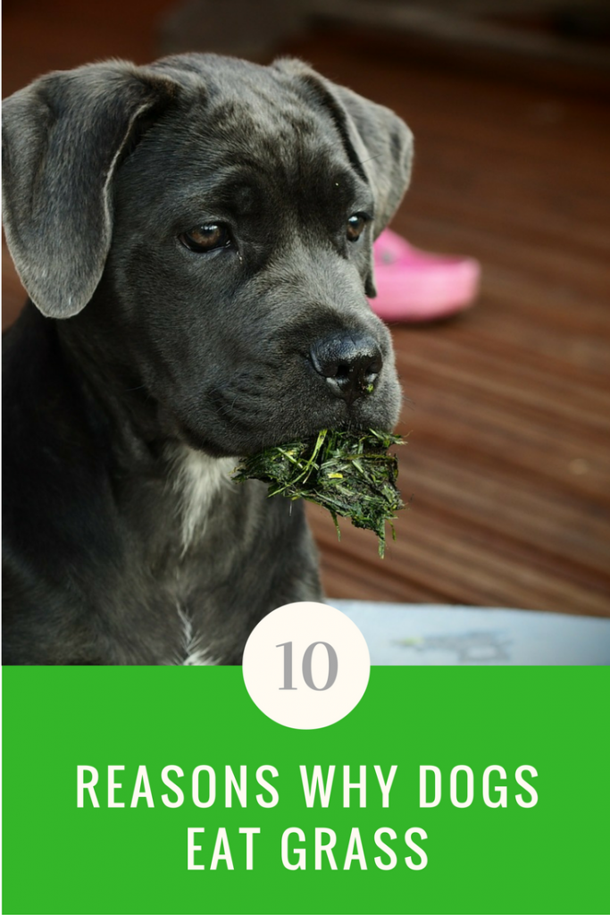 Why Do Dogs Eat Grass? We Have 10 Answers For You