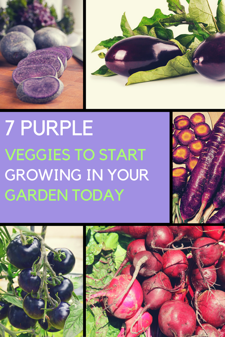 Purple Vegetables List 7 Purple Veggies To Start Growing In Your