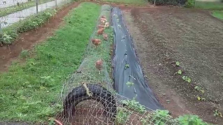 Chicken Tunnel