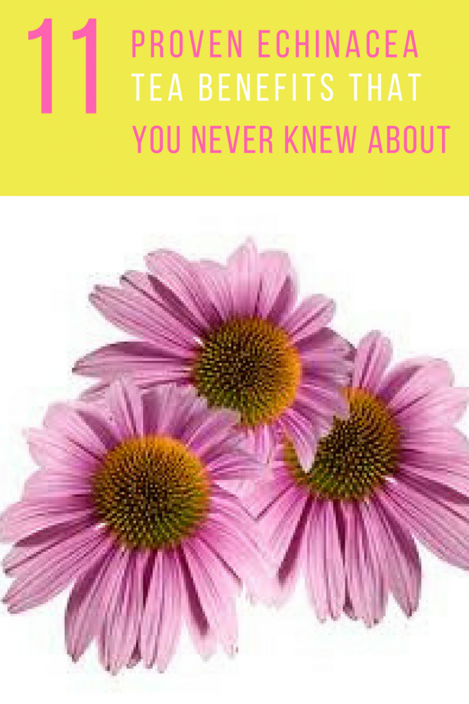11 Proven Echinacea Benefits From Colds to Cancer