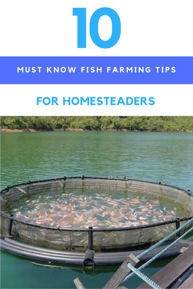 10 Must Know Fish Farming Tips For Homesteaders