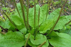 Plantain Weed Benefits