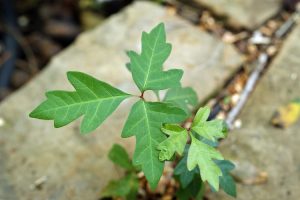 Poison Ivy Remedies