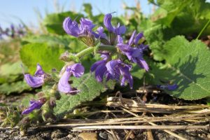 Clary Sage Oil Benefits