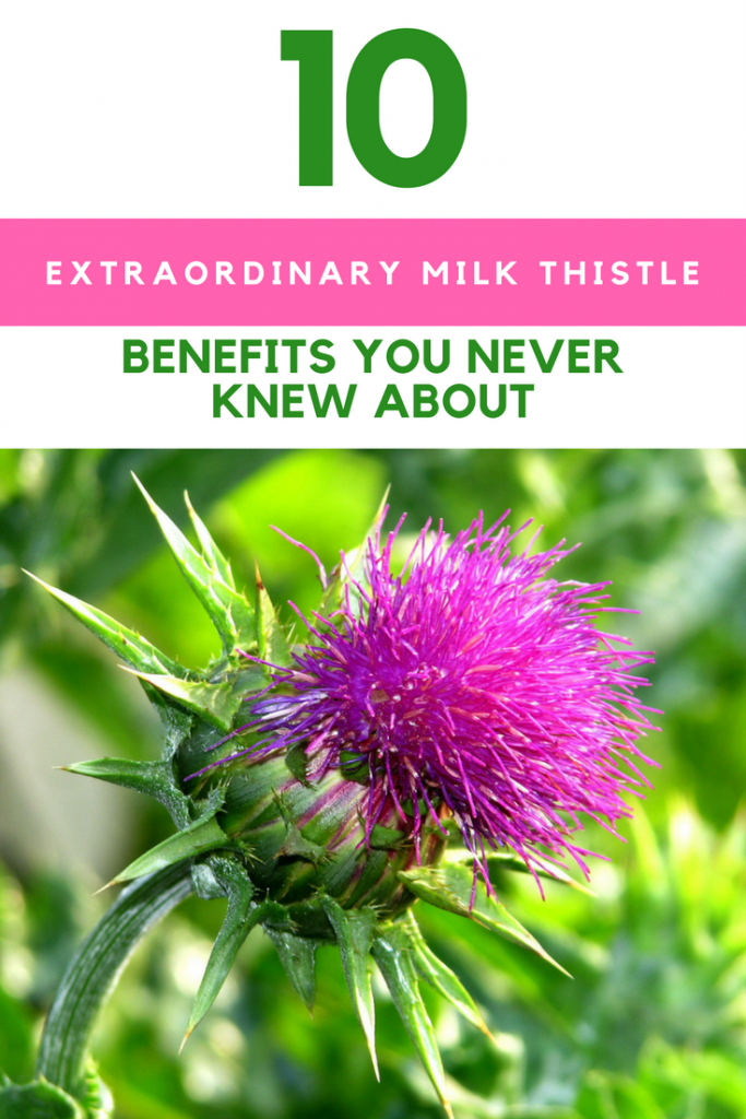 10 Extraordinary Milk Thistle Benefits You Never Knew About