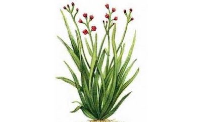Palmarosa Plant
