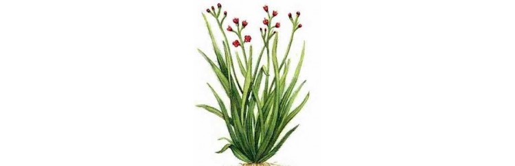 Palmarosa Plant