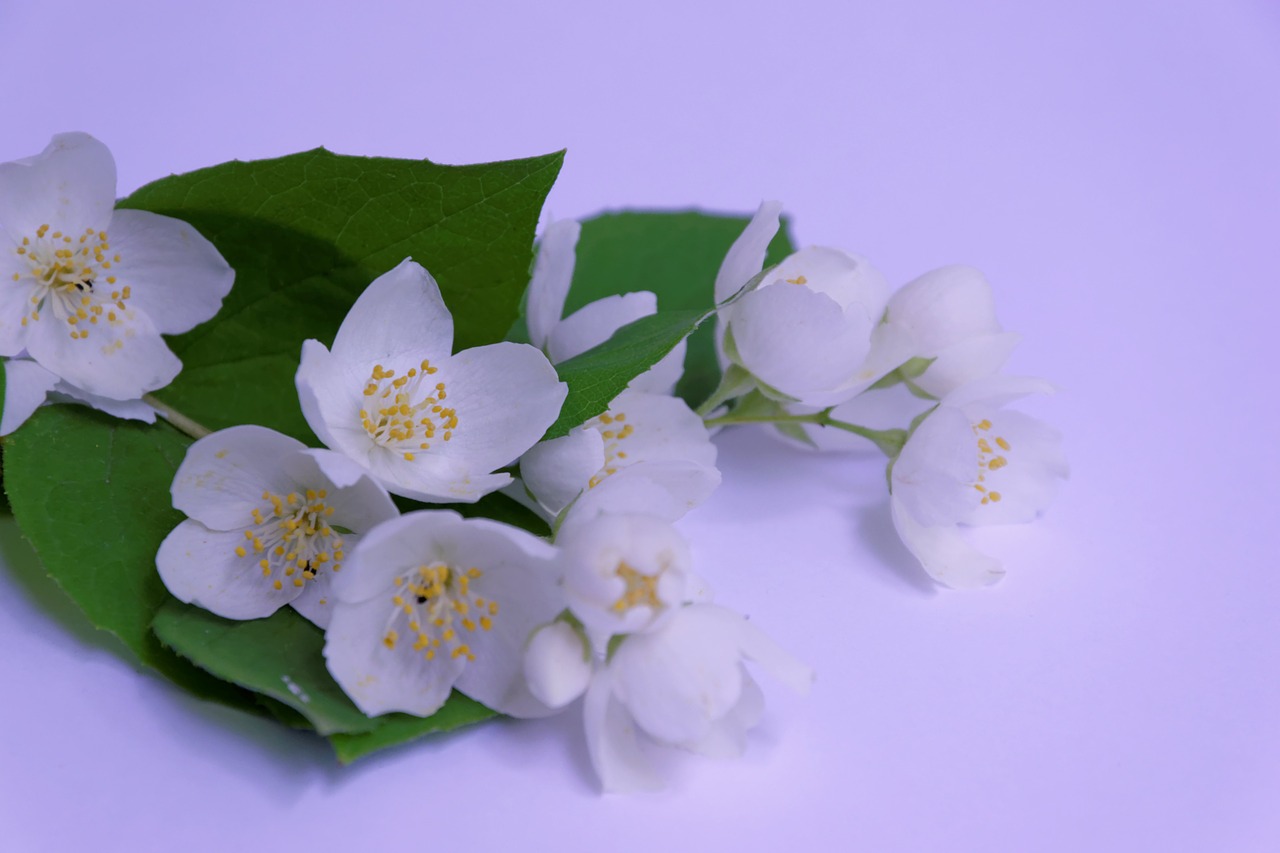white jasmine flower