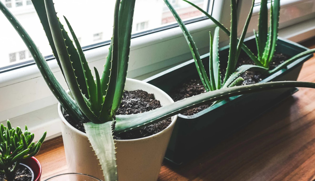 aloe and pups in pots by a window