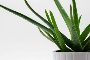 how to grow and harvest aloe vera a photo of aloe vera in a white pot growing healthy on a white background