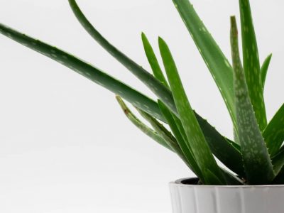 how to grow and harvest aloe vera a photo of aloe vera in a white pot growing healthy on a white background