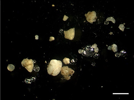 What microplastics look like when they reach our oceans