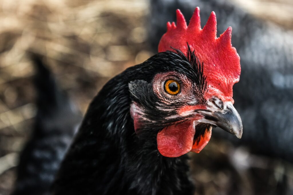 A black hen that makes you wonder can chickens fly