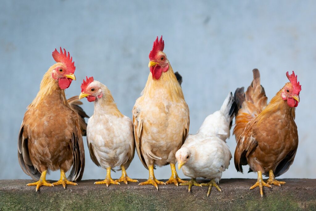 A row of different types of chickens