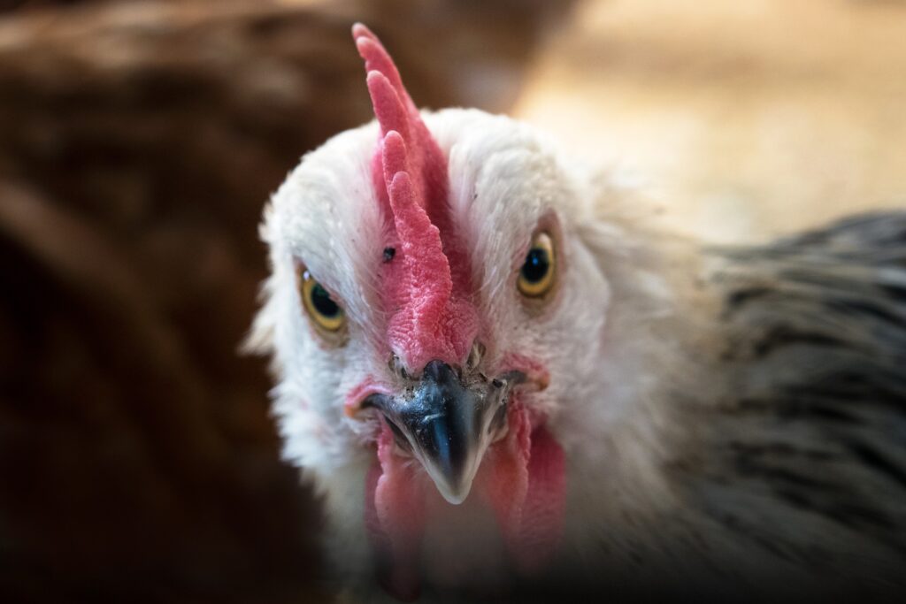 A chicken looking directly at the camera