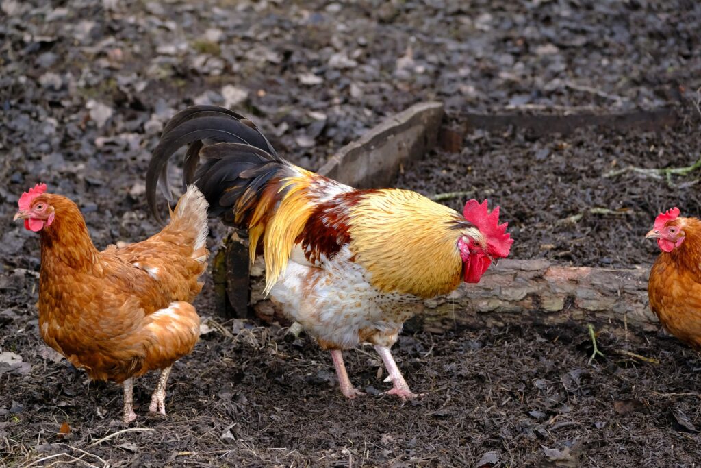 A rooster and two hens walking but can chickens fly? 