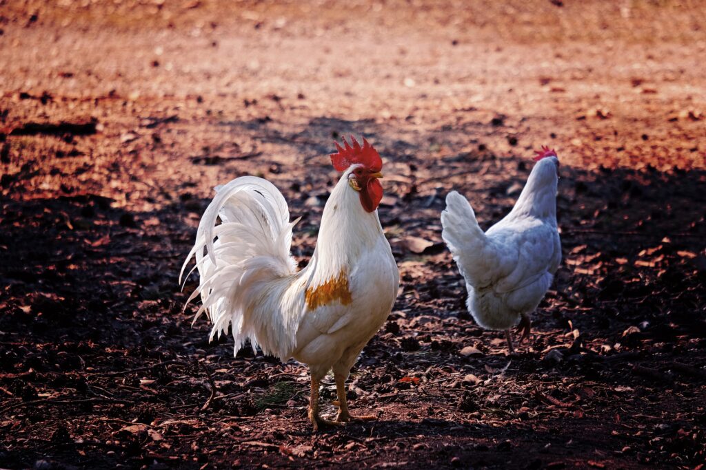 Two chickens walking in the dirt