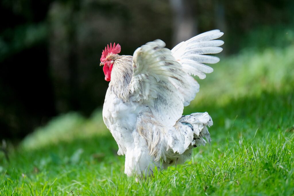 A rooster flapping its wings to find the answer to can chickens fly